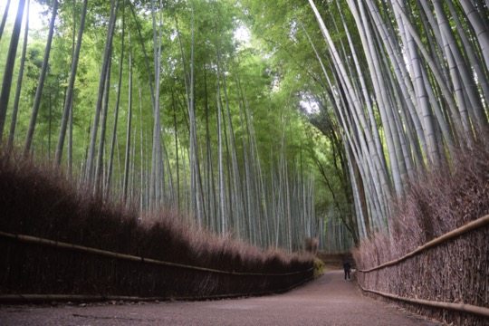 Photo of Arashiyama Bamboo Grove, Kyoto, Japan