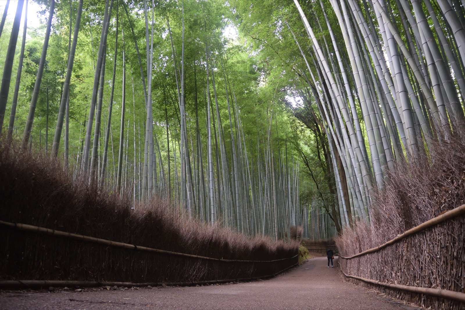 Photo of Arashiyama Bamboo Grove, Japan (Kyoto by tommy chheng)
