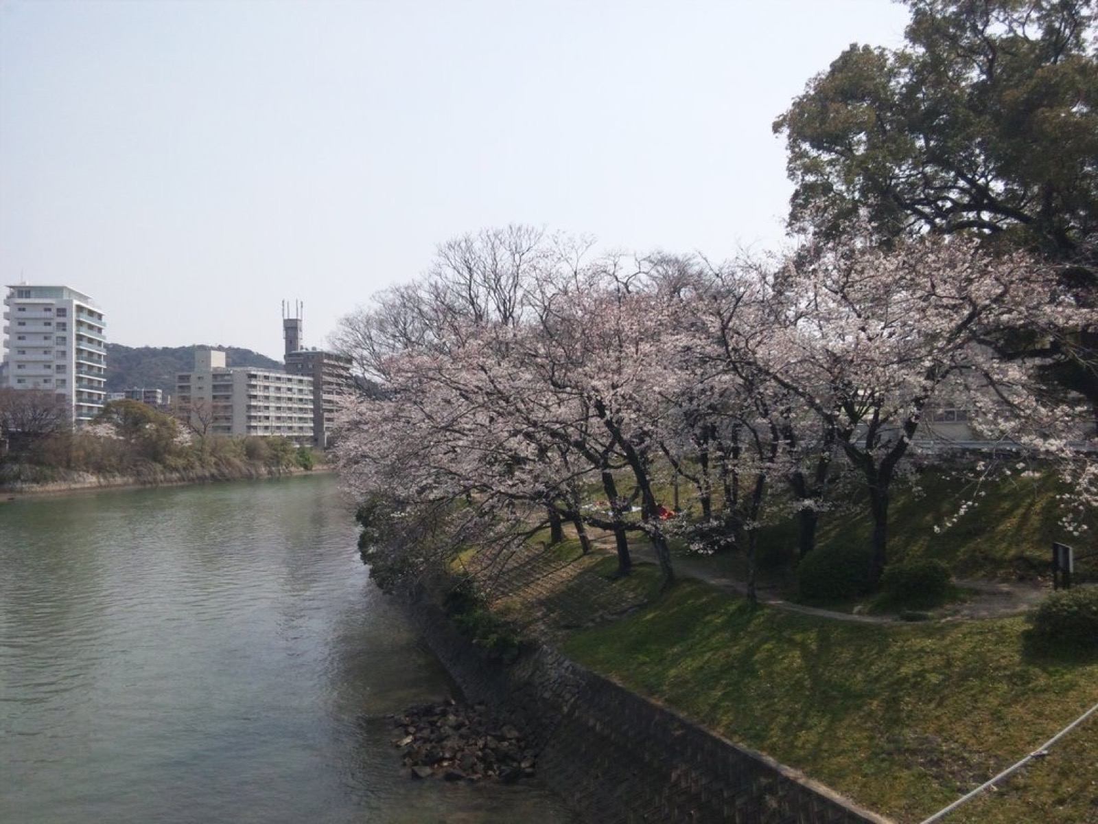 Photo of Higashi, Japan (京橋川の桜 by Spiegel)
