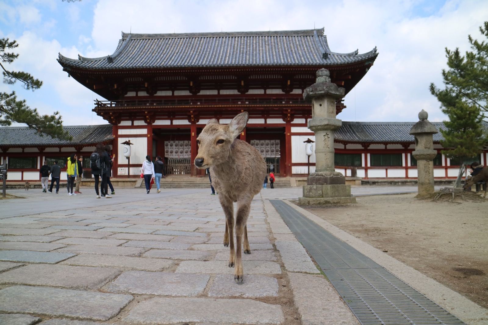 Photo of Nara, Japan (Tōdai-ji Temple, in Nara by Jim Thoburn)